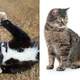 Illustration for article titled Cats vs. Dogs: The Top Seeds Have Left The Building